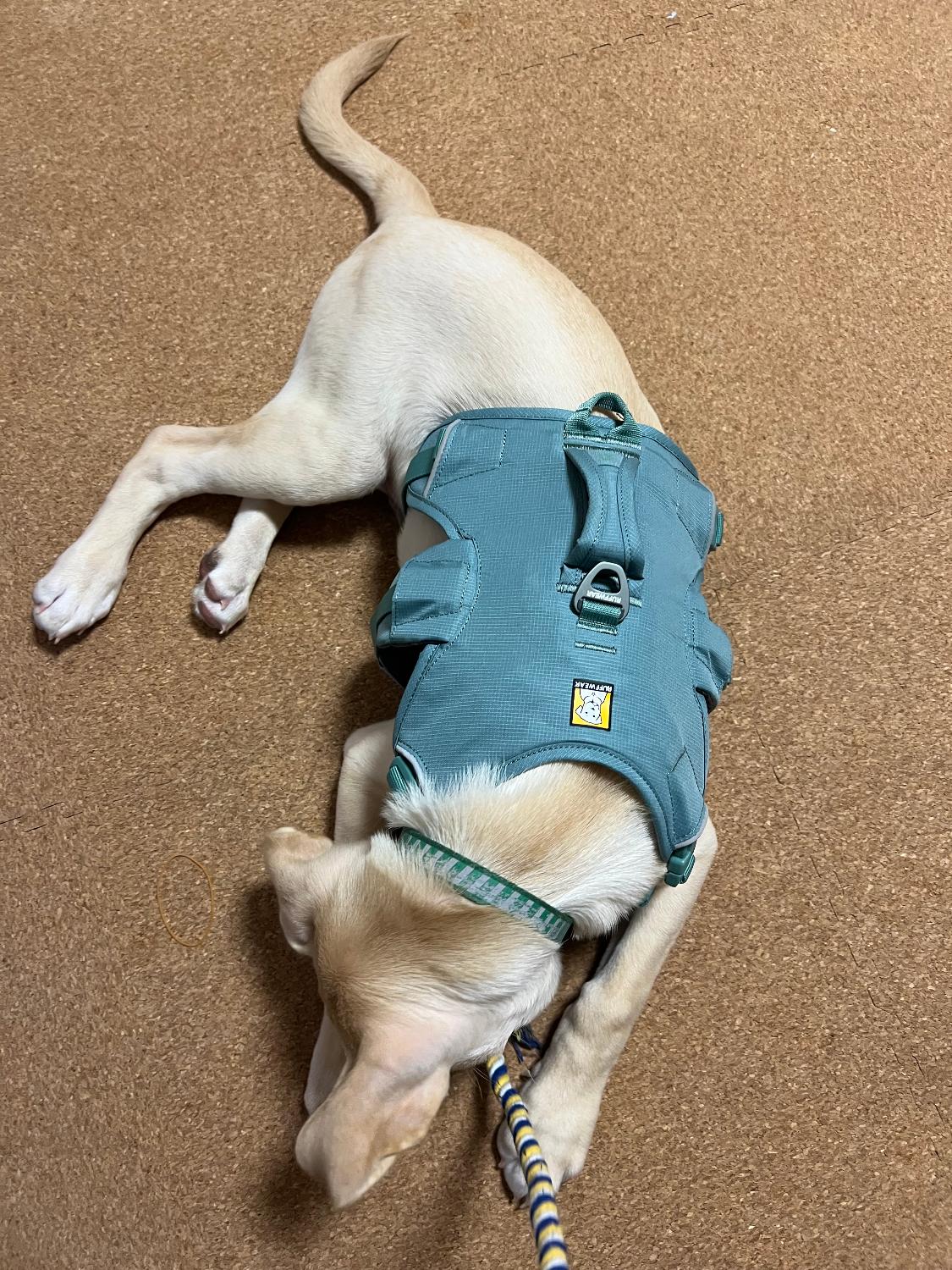 楽天市場】ラフウェア ウェブマスターハーネス 小型犬 中型犬 大型犬