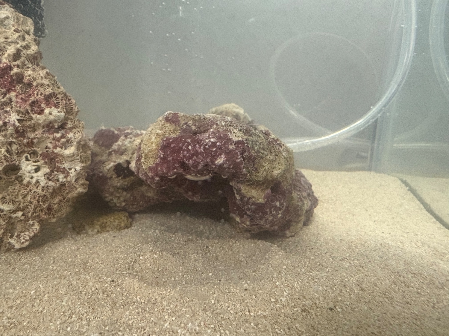 楽天市場】（海水魚）Bグレードライブロック S−Mサイズミックス（2kg