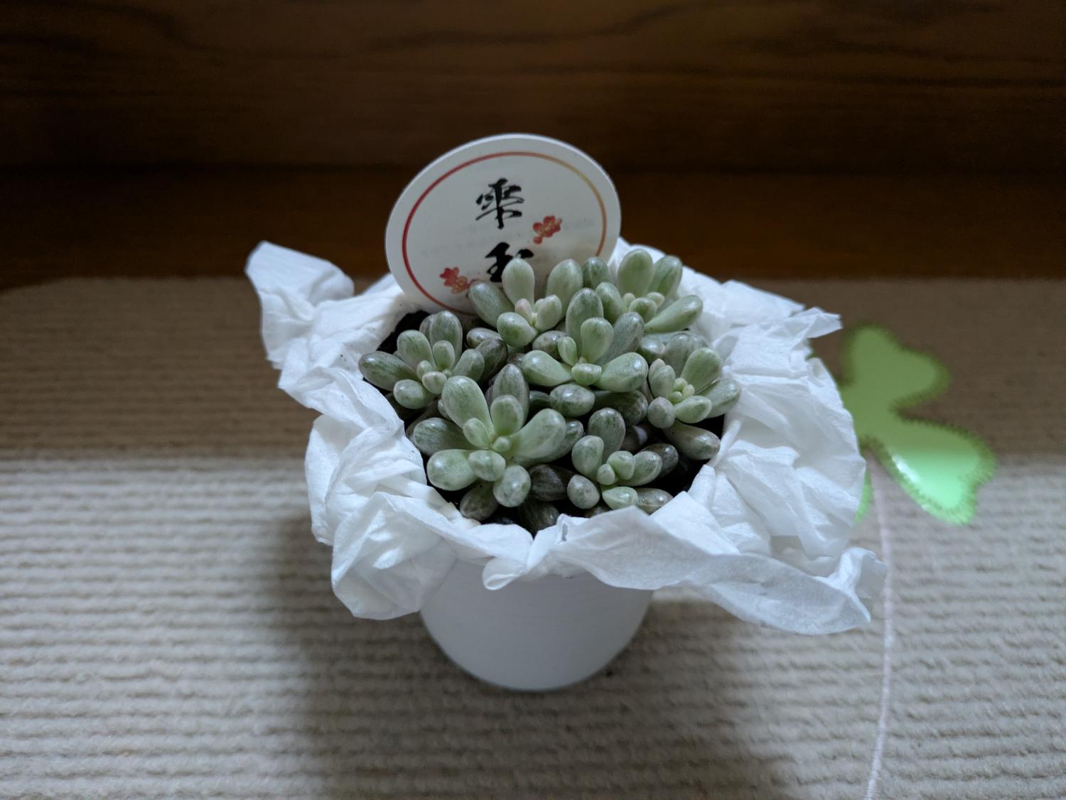 楽天市場】多肉植物 seセダム 雫玉 しずくだま 多肉植物 セダム 斑入り