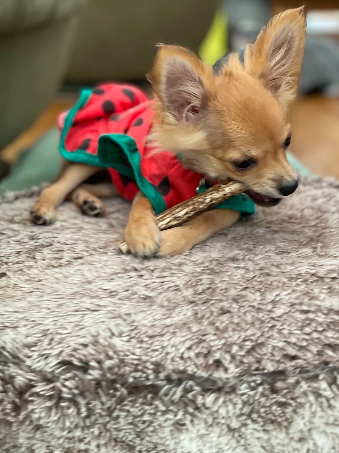楽天市場 10cm 小型犬 縦割り 鹿の角 半割り 犬 おもちゃ 無添加 おやつ エゾジカ 国産 鹿 角 ガム デンタルケア 小型犬 Monolife モノライフ 楽天市場店 みんなのレビュー 口コミ