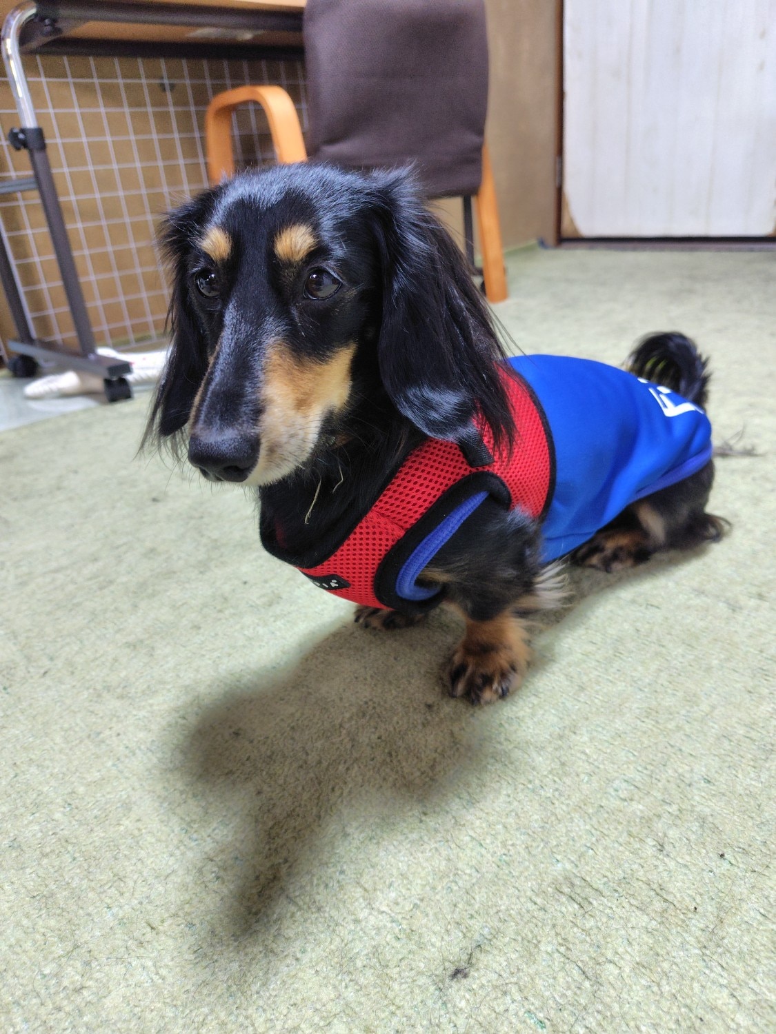 世界累計140万個突破！胴輪部門100週連続1位獲得！PUPPIA パピア ソフトベストハーネス XS,S,M,Lサイズ 犬ハーネス PUPPIA パピア レビュー画像8