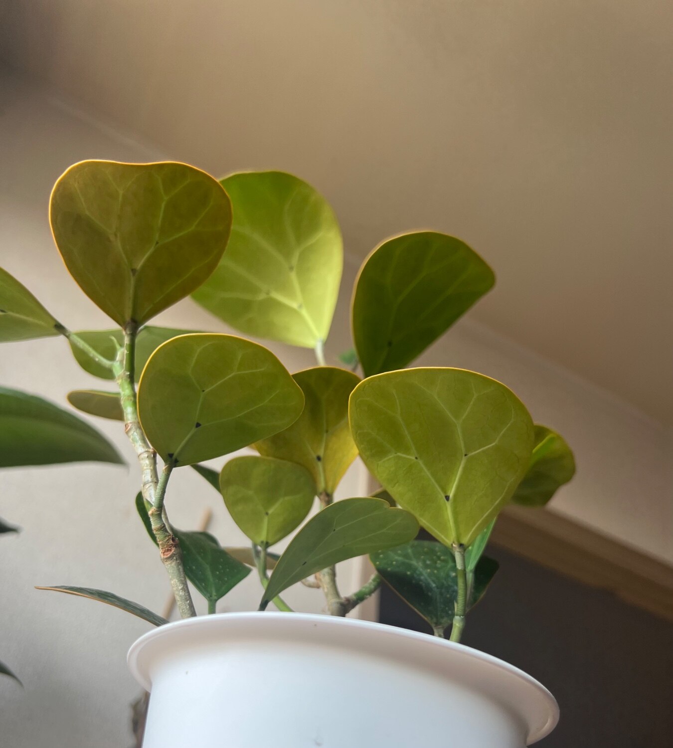 楽天市場】観葉植物 フィカス ゴールドコイン ゴムの木 4号鉢 観葉植物 小型 小さい 室内 贈り物 プレゼント インテリア おしゃれ(フラワーネット  日本花キ流通) | みんなのレビュー·口コミ