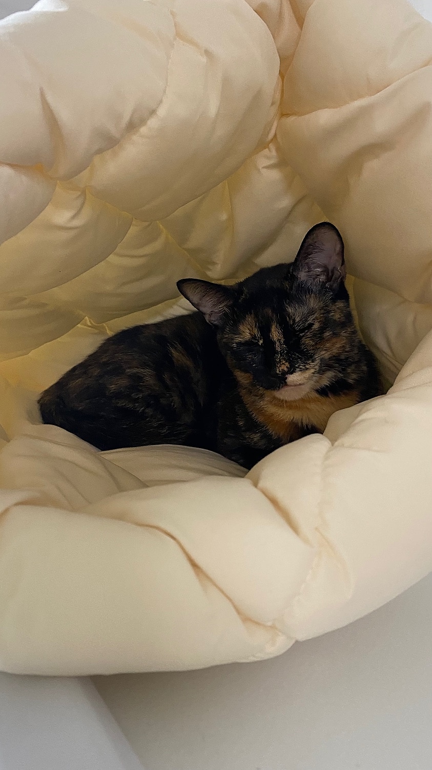 楽天市場 ねこのおふとん はいるにゃん Mサイズ 洗える 防ダニ 抗菌 ポリエステル100 布団 寝具 ベッド マット クッション ペット ペット用 猫 ねこ ネコ あったか ドーム型 小型犬 洗濯可能 冬 ひなたのふとん みんなのレビュー 口コミ