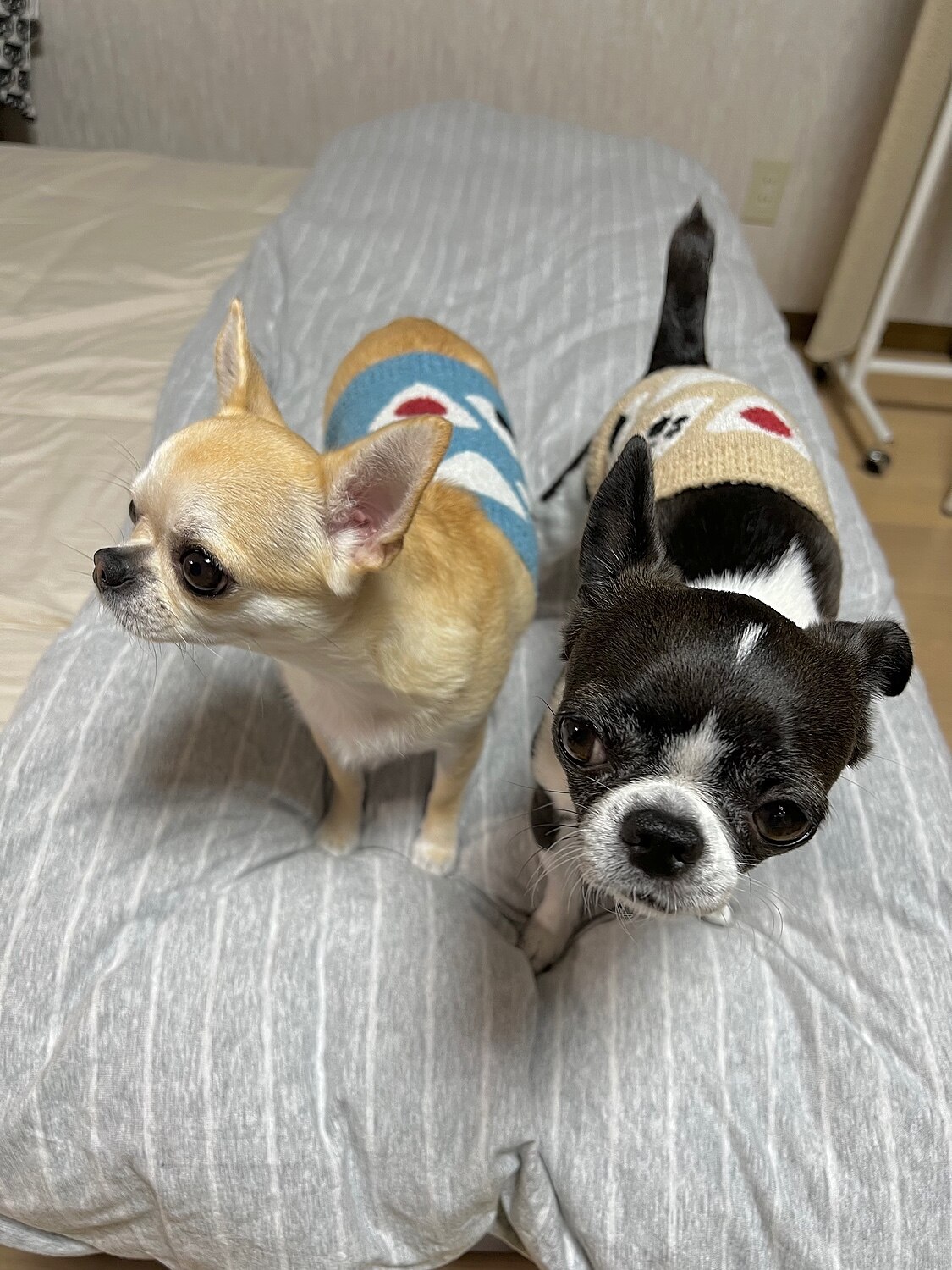 楽天市場 複数購入 割引クーポン配布中 アンチノール 犬用サプリメント 60粒 クレイディアコムズ楽天市場店 みんなのレビュー 口コミ