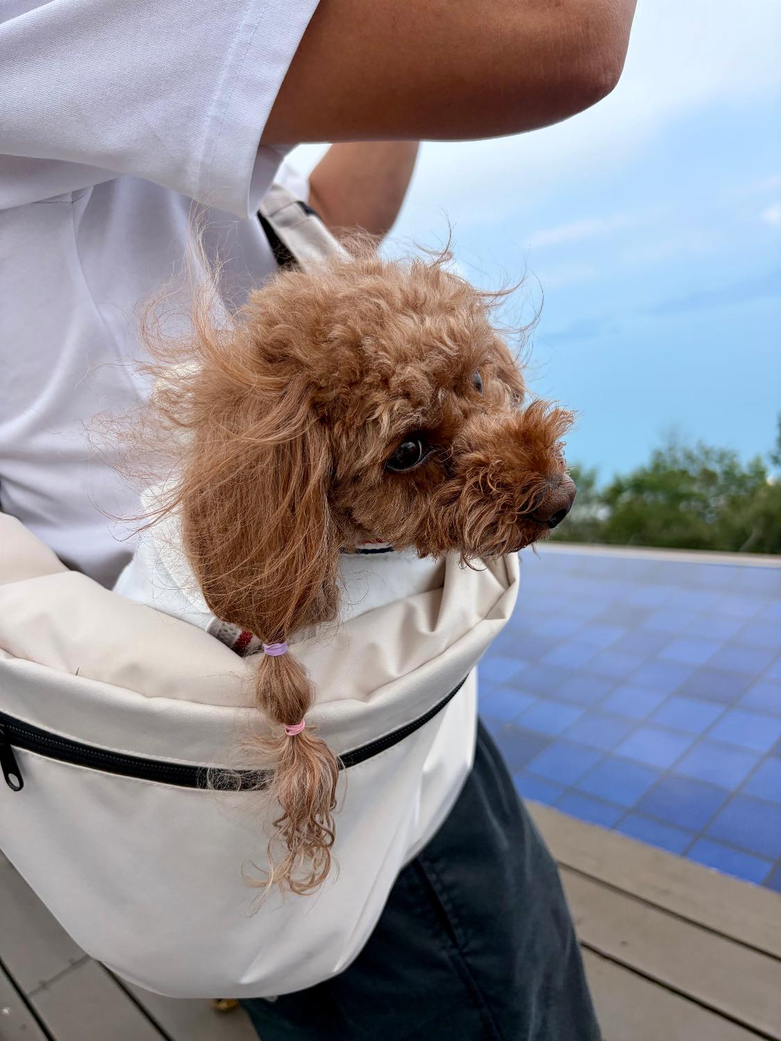 楽天市場】【まとめ買い対象】犬 猫 小型犬 犬用 猫用 スリング バッグ