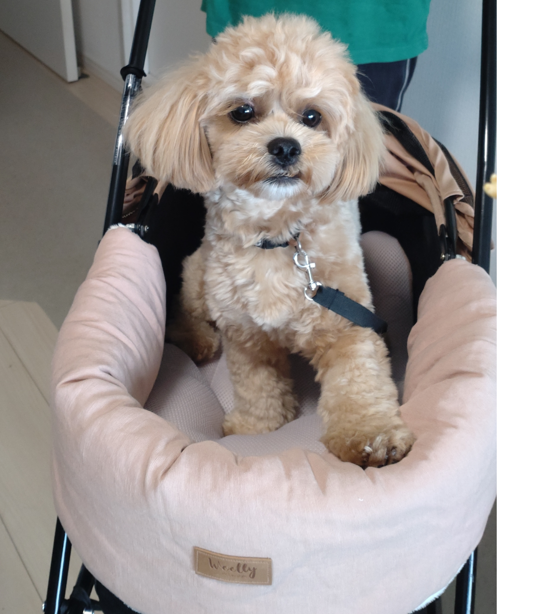 プチ 3色] EASY ペットカート フォールディング 一体型 犬用 ペット 