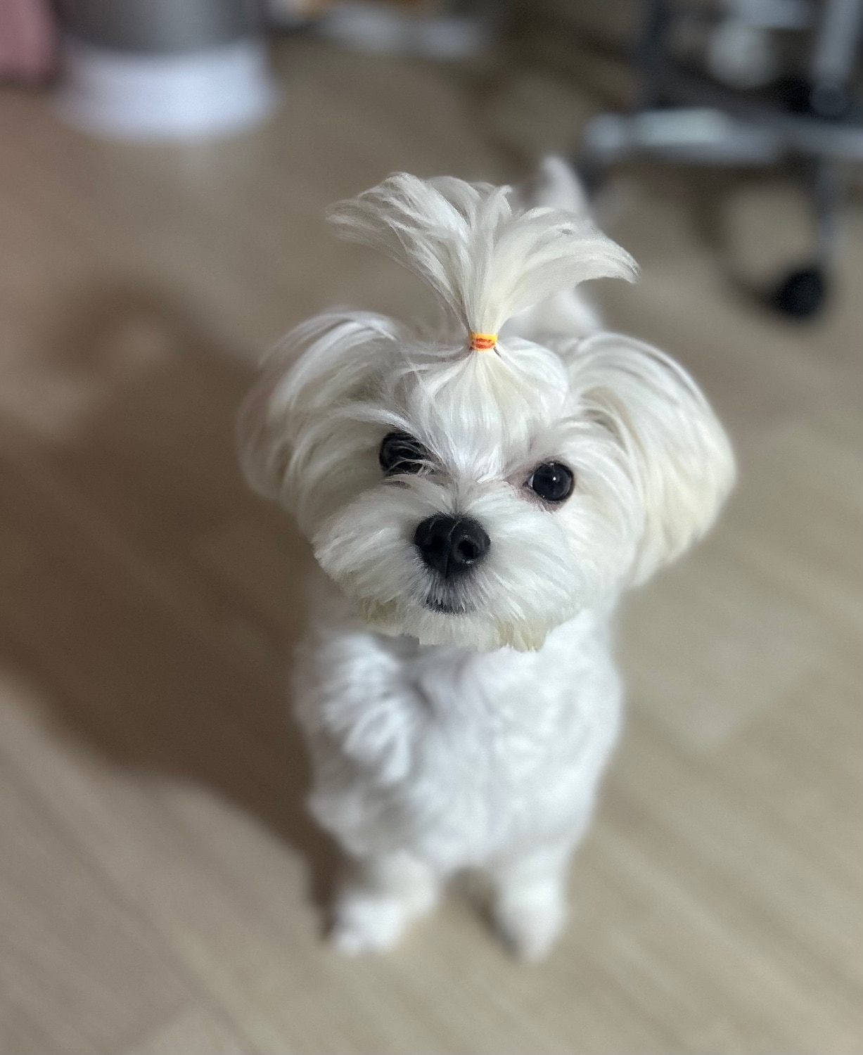 楽天市場】【犬 ヘアアクセサリー】 からまない ミニ ヘアゴム 300個入