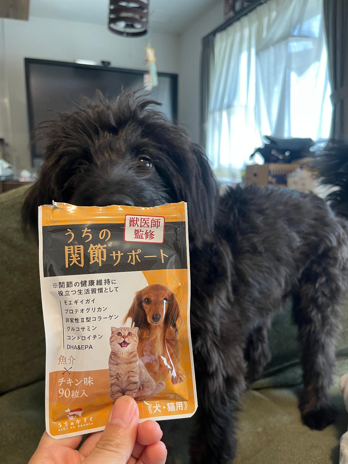 楽天市場】うちの関節サポート 関節 サプリ 猫 サプリ ペット サプリ