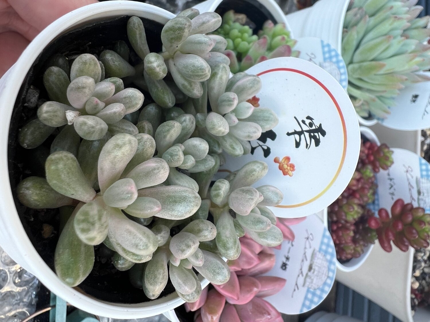 楽天市場】多肉植物 seセダム 雫玉 しずくだま 多肉植物 セダム 斑入り