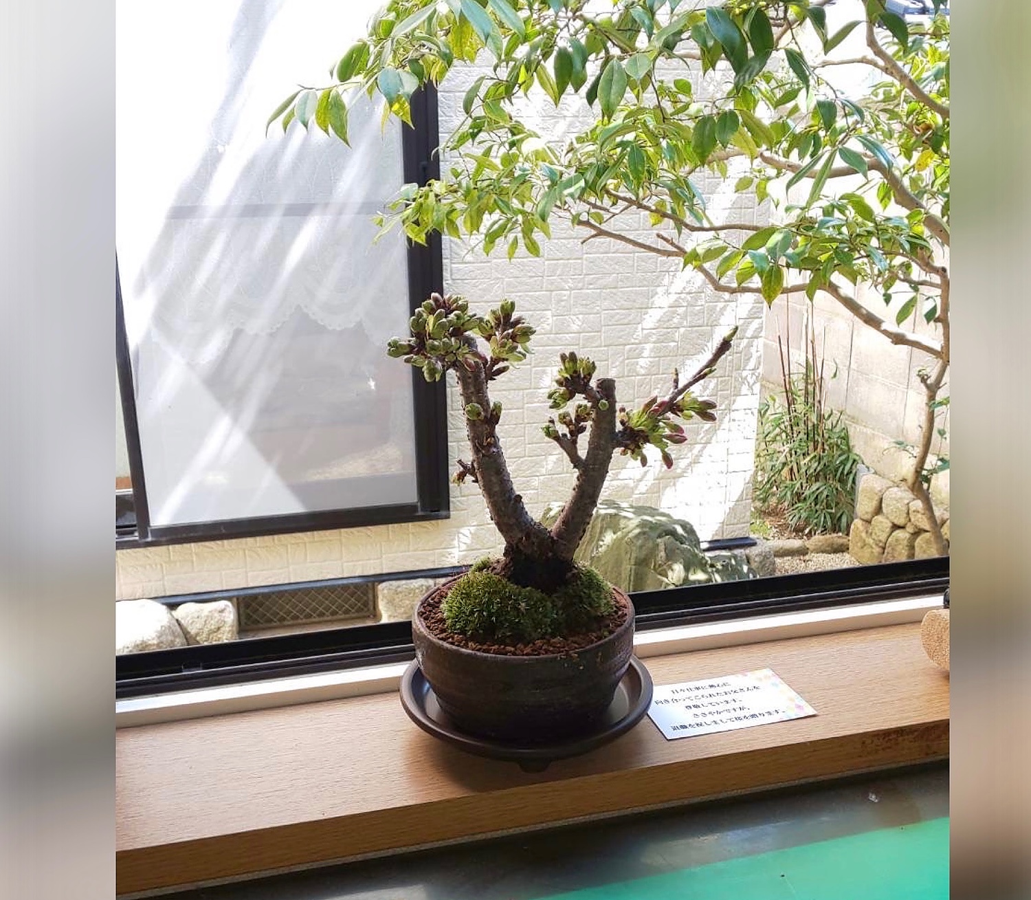 803 盆栽盆栽鉢植木鉢中国鉢