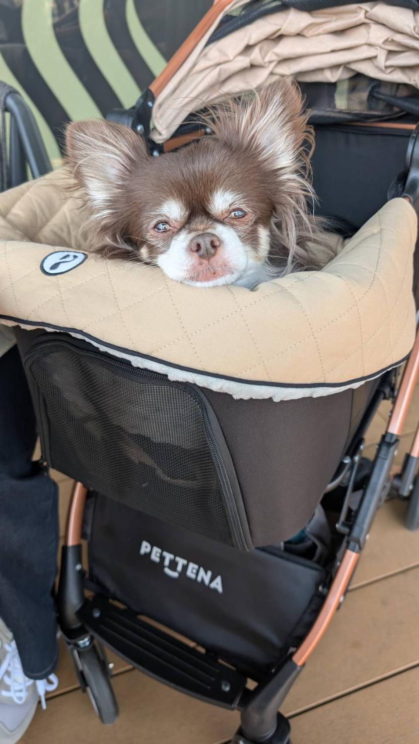 2000円クーポン＆10倍ポイント【楽天1位】ペットカート PETTENA KNIGHT小型犬 軽快走行 分離式 4輪ペットカート  対面式 ペットキャリー 犬カート ドッグカート 犬用バギー 折りたたみ式 自立可 多頭 小型犬 中型犬 犬バギー 猫  多機能 犬用ベビーカー 耐荷重20KG 楽天市場】【楽天1位】ペットカート PETTENA KNIGHT小型犬 軽快走行 分離式 4輪ペットカート 対面式 ペットキャリー 犬カート  ドッグカート 犬用バギー 折りたたみ式 自立可 多頭 小型犬 中型犬 犬バギー 猫 多機能 犬用ベビーカー 耐荷重20KG(PETTENA) |  みんなの ...