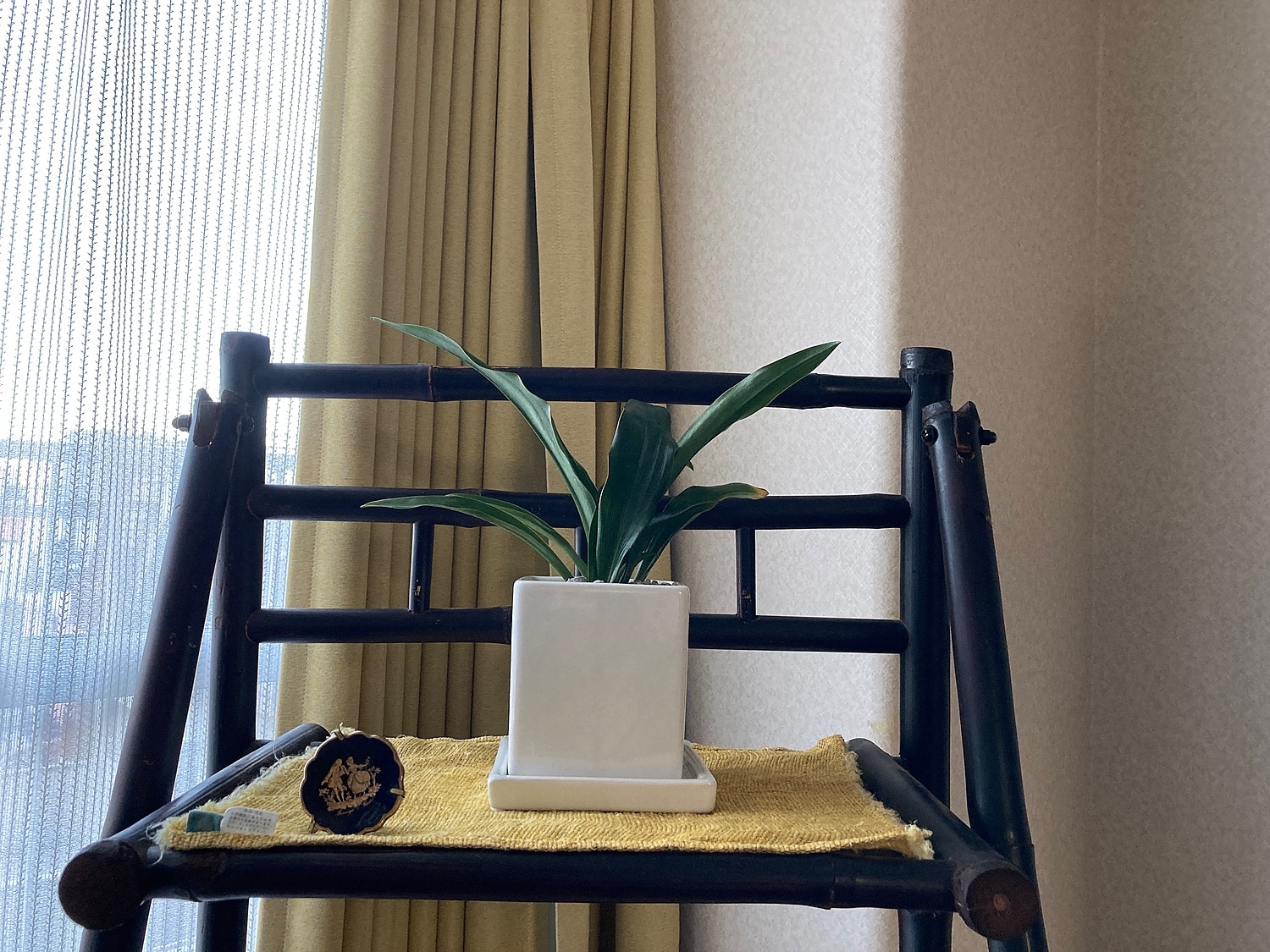楽天市場】ちびちびで可愛いサイズの万年青（オモト）有田 SSサイズ