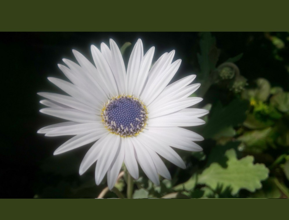 楽天市場 アークトチス グランディス おぎはら植物園 みんなのレビュー 口コミ