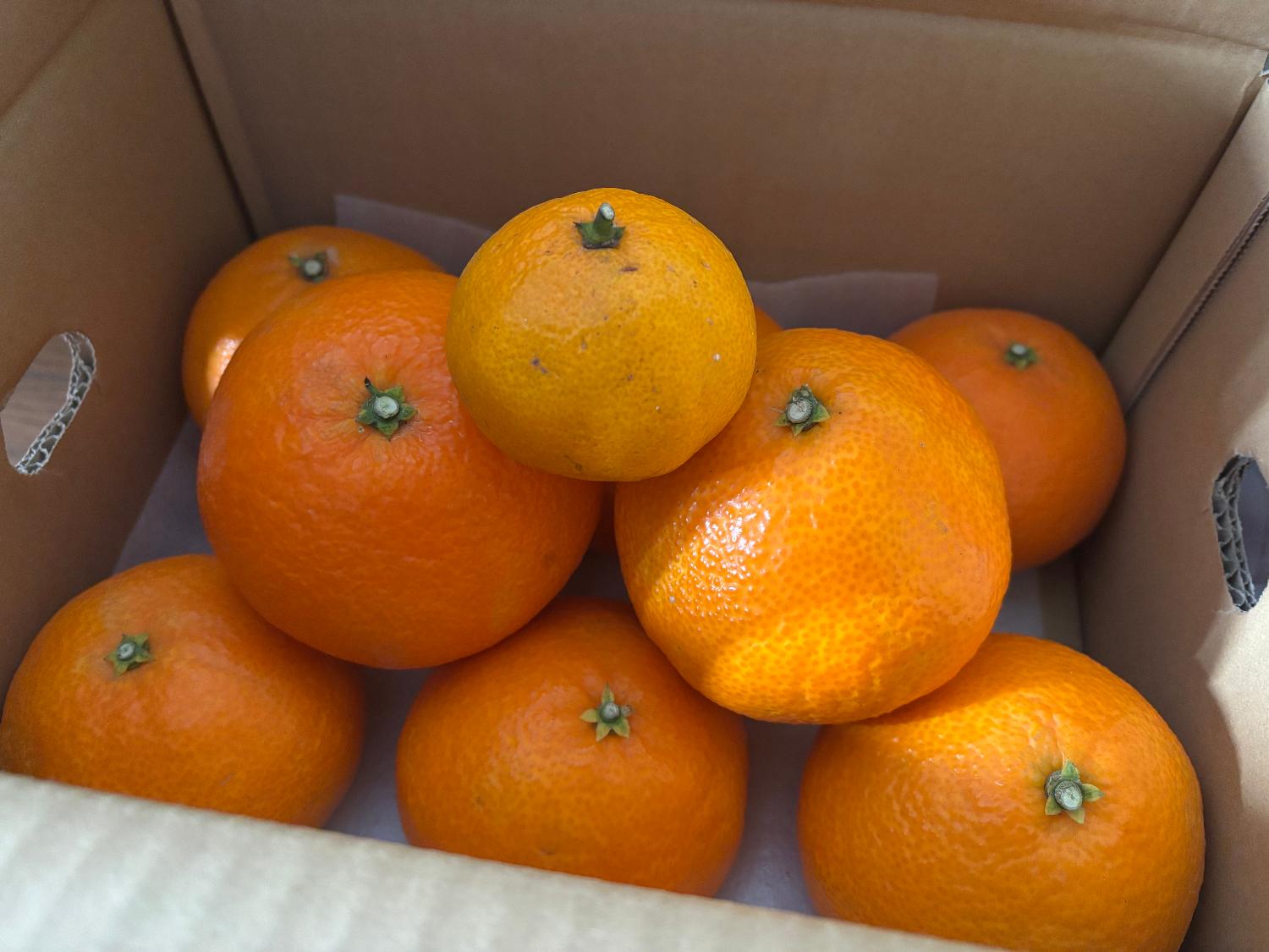 ふるさと納税 八幡浜市 「夕やけブランド」ぷるぷる食感【まどんな】2kg ※紅まどんな と同品種 【D49-39】 : さとふる - 通販 -  Yahoo!ショッピング ふるさと納税 八幡浜市 「夕やけブランド」ぷるぷる食感【まどんな】10kg ※紅まどんなと同品種 【H49-40】