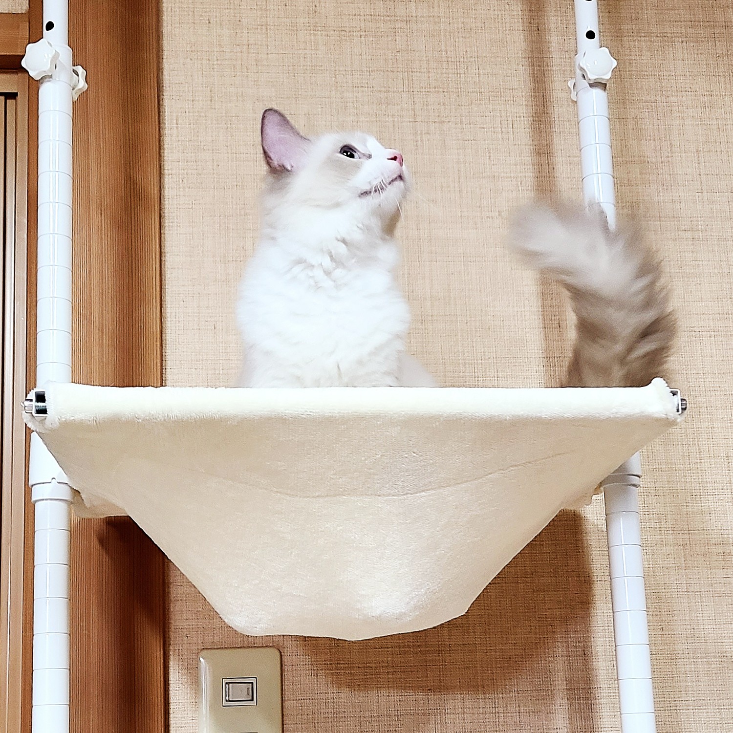 楽天市場】マルカン キティウォーク CT-523(ペット健康便) | みんなの