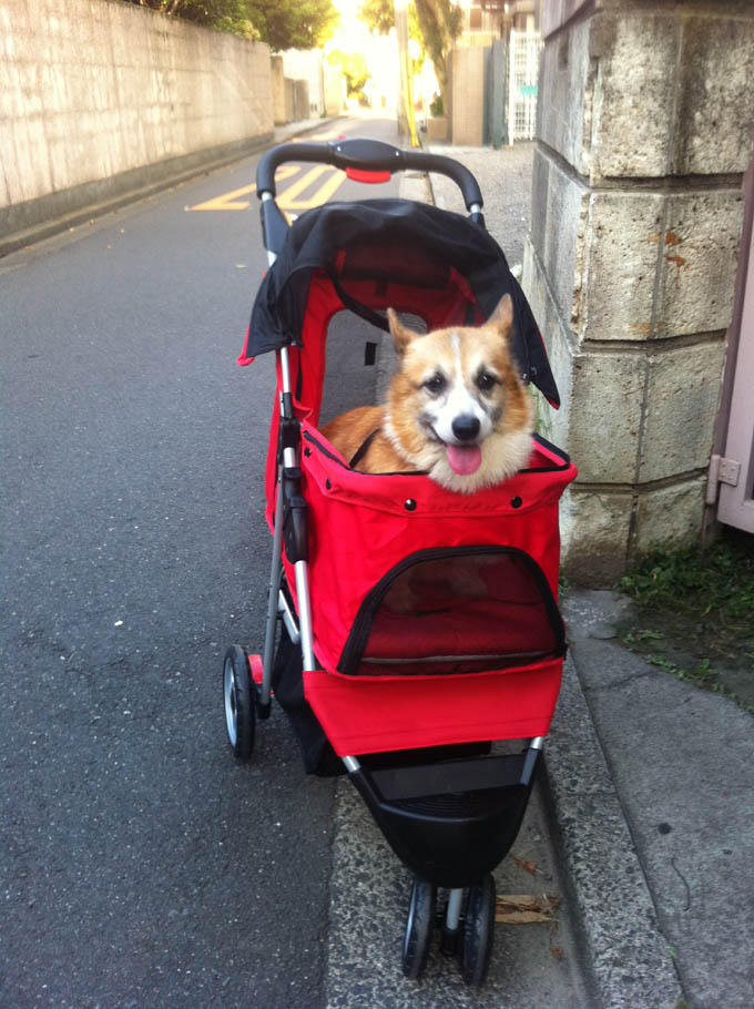 【楽天市場】daisynaraさんのあす楽 ペットカート 折りたたみ 多頭 耐荷重 20KG 中型犬用ペット 犬カート 犬用カート ペット