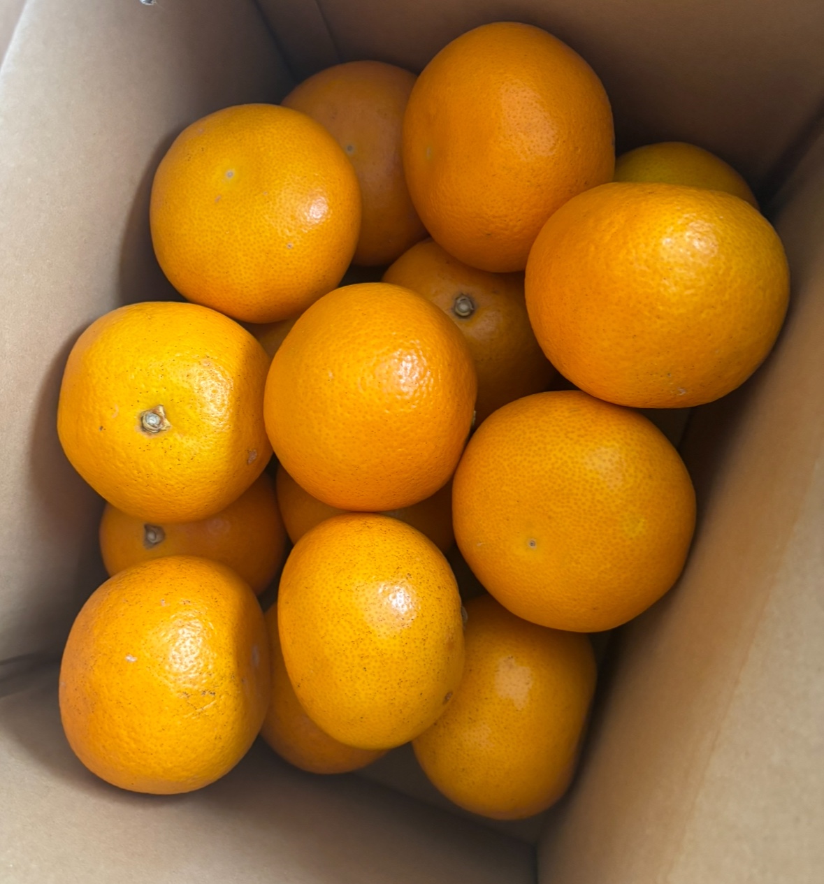 楽天市場】はっさく 八朔 【家庭用】 送料無料 5kg 2L/LМサイズ