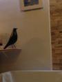 ֥ϥС ֥å ֥ House Bird ƥꥢ  ʪ ǥץ쥤 ߥåɥ꡼ ǥʡ ץ 㡼륺ॺ Charles Eames ̲ ʪ Ļ ȥ Ȥ ޯ եȡפξʥӥ塼ܺ٤򸫤