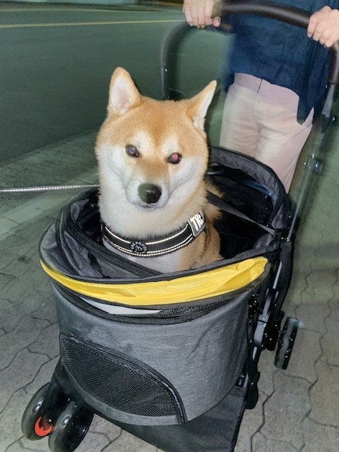 ◆SALE◆ ペットカート 分離式 大型犬 多頭 耐荷重25KG 中型犬 犬カート 分離両用 折りたたみ 多頭 中型犬  ペットカート 分離式ペットカート 中型犬カート レビュー画像10