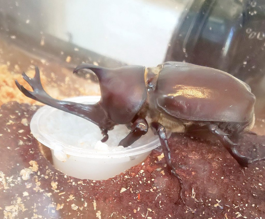 楽天市場】昆虫ゼリー プロゼリー（18g 70個入り）カブトムシ