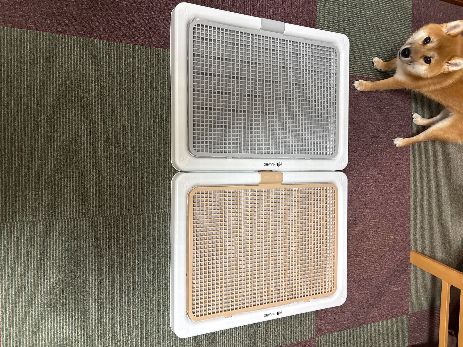 新品未開封 【INULABO】犬用トイレトレ－ ブラウン 新XLサイズ 【2個