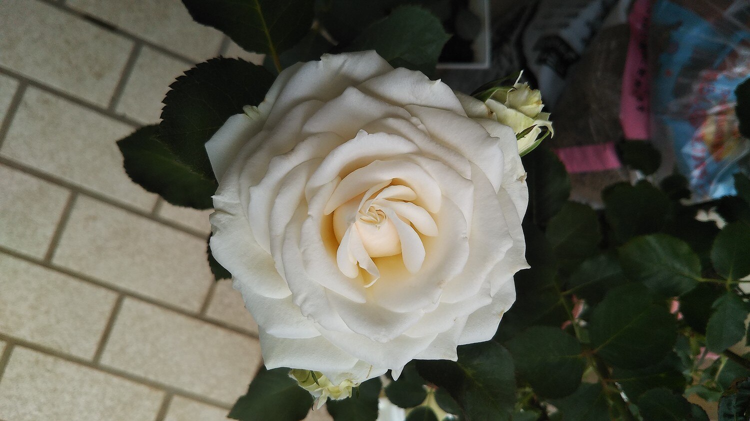 楽天市場 大苗 バラ苗 パロマブランカ Ht白 国産苗 6号鉢植え品 J Ht15 バラの家 バラ苗専門店 みんなのレビュー 口コミ