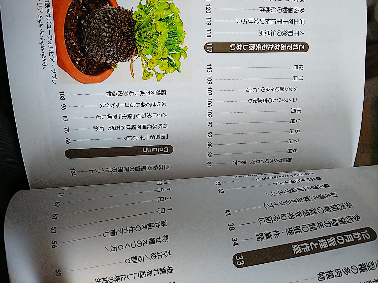 楽天市場 多肉植物 Nhk趣味の園芸ーよくわかる栽培12か月 長田研 楽天ブックス 未購入を含む みんなのレビュー 口コミ