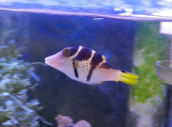 楽天市場】（海水魚）シマキンチャクフグ（1匹） 北海道航空便要保温(charm 楽天市場店) | みんなのレビュー・口コミ