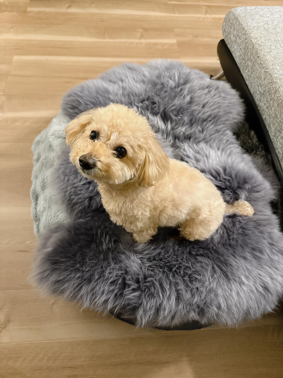 楽天市場】【2点以上10%OFFクーポン】 ムートンラグ 楽天1位獲得 60