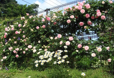 楽天市場 バイオゴールド セレクション 薔薇 バラ 肥料 ばら 3 8kg 固形 固形肥料 植木鉢 鉢 ガーデニング 園芸 家庭菜園 庭 ガーデニング用品 所沢植木鉢センター 参考になるレビュー順 みんなのレビュー 口コミ 楽天市場 バイオゴールド セレクション 薔薇 バラ 肥料 ばら 3 8kg 固形 固形肥料 植木鉢 鉢 ガーデニング 園芸 家庭菜園 庭 ガーデニング用品 所沢植木鉢センター 参考になるレビュー順 みんなのレビュー 口コミ