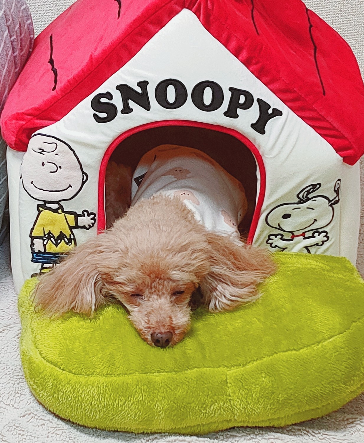 楽天市場 販売累計個 犬 ベッド おしゃれ スヌーピー 赤い屋根のハウス 小 月間送料無料 お庭付き グッズ ドーム 赤屋根 猫 小型犬 介護 ふわふわ 通年 夏 クッション ソファ カドラー キャラクター ぬいぐるみ ペットパラダイス 未購入を含む