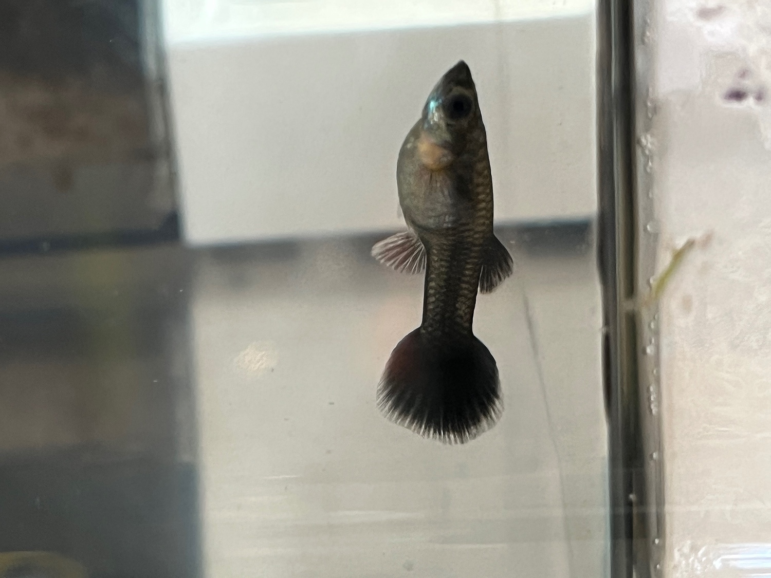 早く勝ち）国産熱帯魚フルゴールドグッピー一ペア