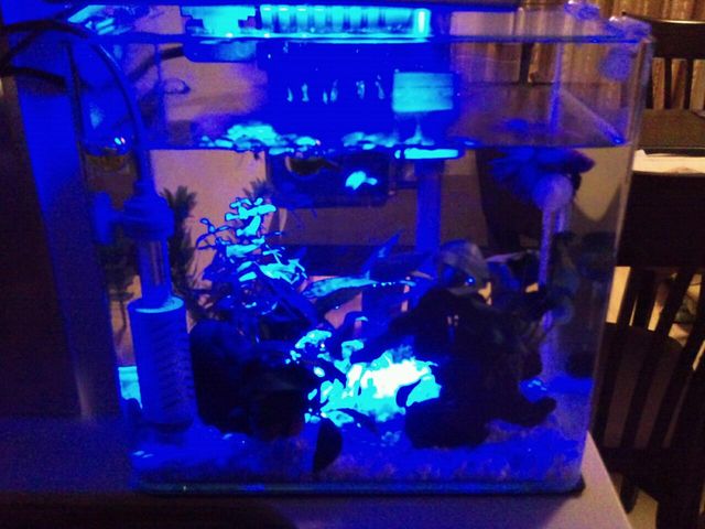 楽天市場 Arthur3067さんのアウトレット品 テトラ Ledミニライト Led Mini 小型水槽用照明 熱帯魚 水草 アクアリウムライト 訳あり 関東当日便 Charm 楽天市場店 みんなのレビュー 口コミ 楽天市場 Arthur3067さんのアウトレット品 テトラ Ledミニライト Led Mini 小型水槽用照明 熱帯魚 水草 アクアリウムライト 訳あり 関東当日便 Charm 楽天市場店 みんなのレビュー 口コミ