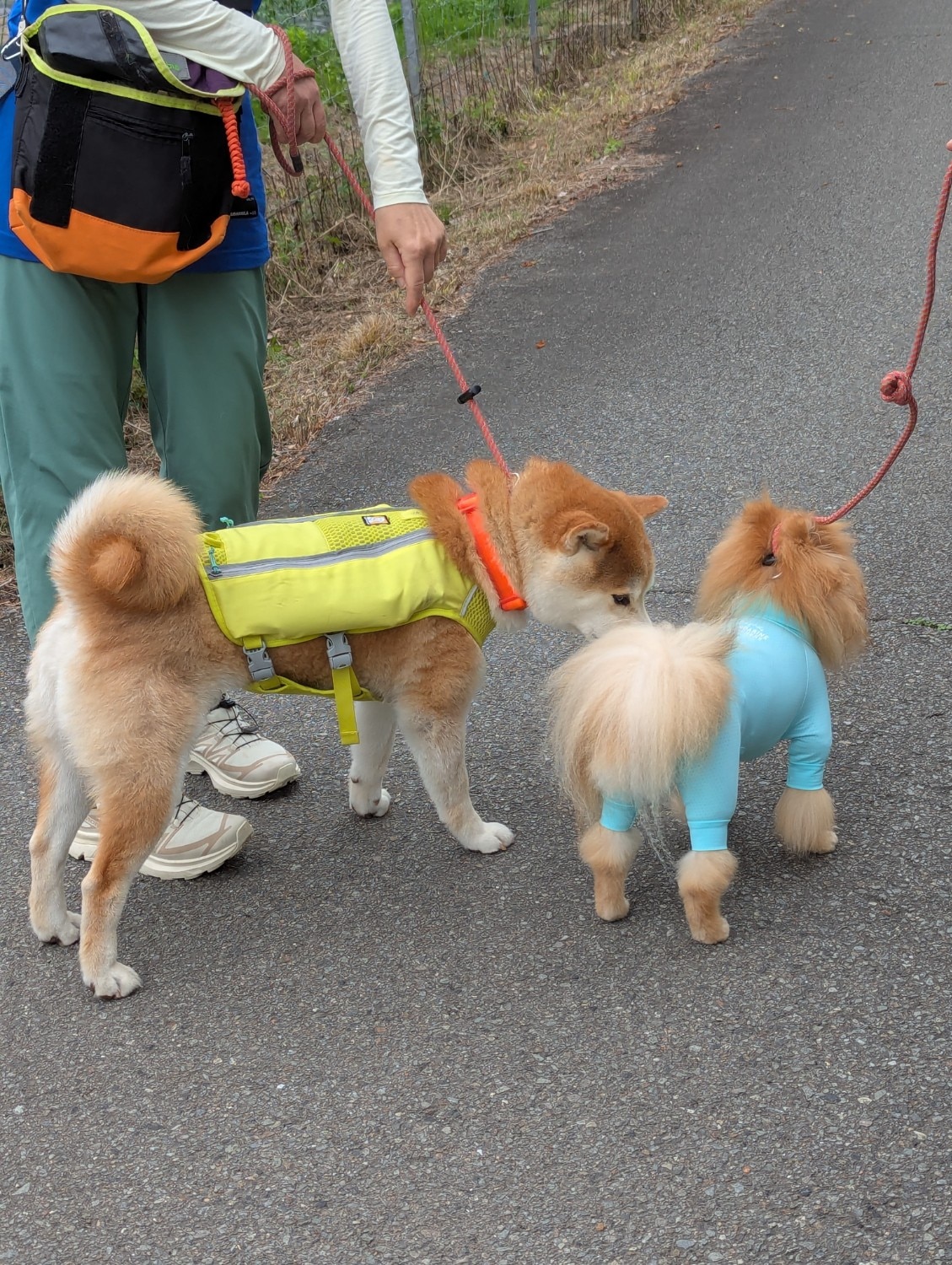 マンダリンブラザーズ 防虫 服 犬 抜け毛 対策 インナー 夏服 虫よけ クール 接触冷感 ネッククーラー インセクトシ マンダリンブラザーズ インセクトシールド スキンタイトスーツ レビュー画像13