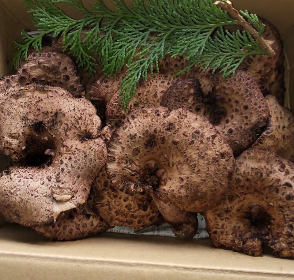 楽天市場】天然きのこ 香たけ（シシ茸 香茸 いのはな）300g 奥