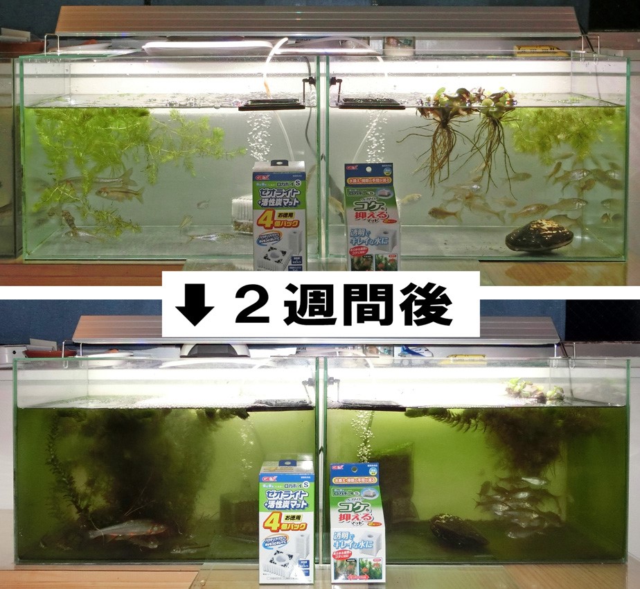 楽天市場 Gex ロカボーイs ベストロカ コケを抑えるマット2個入り 交換用 ろ過材 関東当日便 Charm 楽天市場店 みんなのレビュー 口コミ