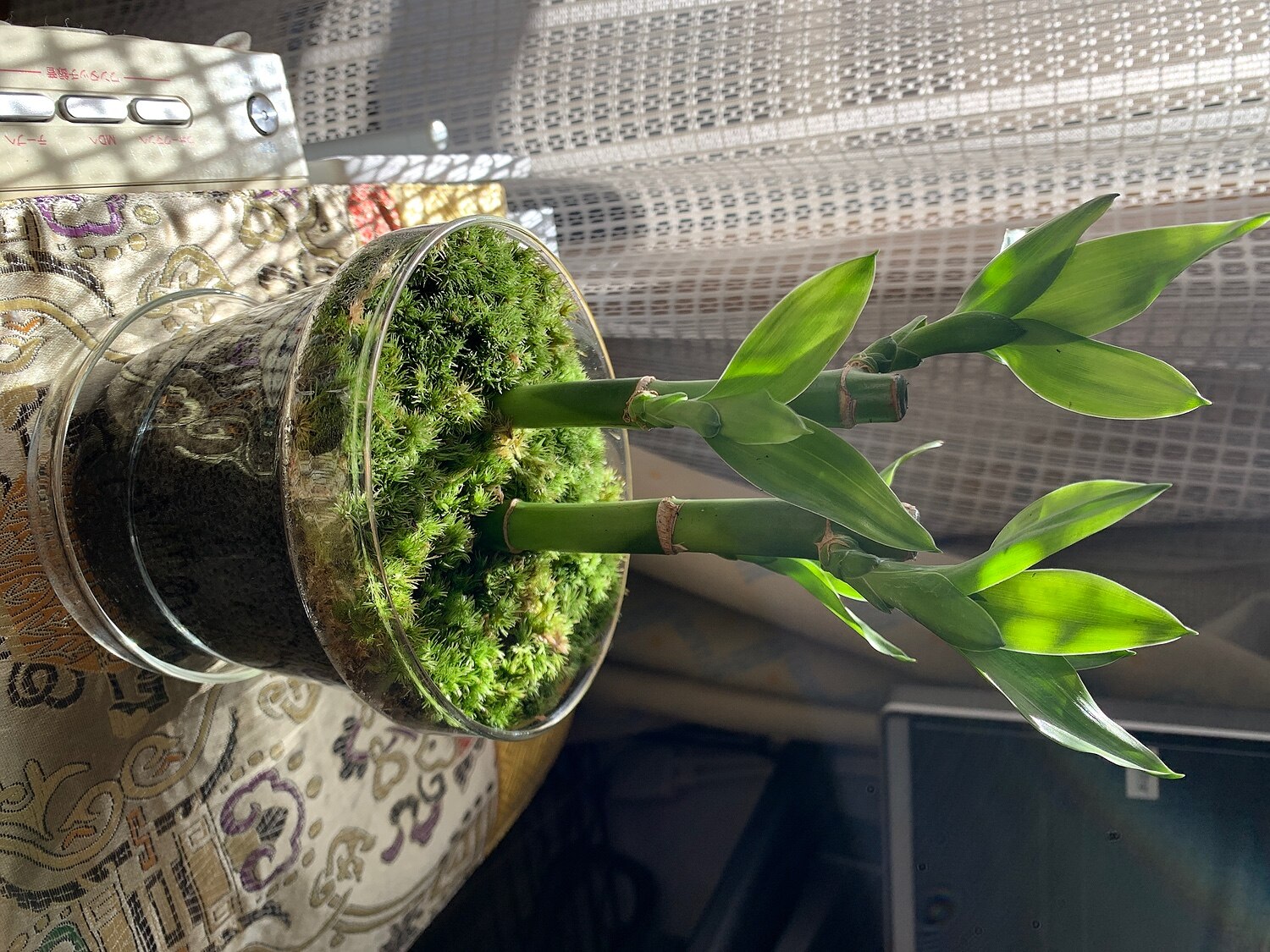 楽天市場 送料無料 観葉植物 おしゃれ ミニ テラリウム キット コケリウム 苔 コケ 苔テラリウム 苔リウム 鉢植え 鉢 園芸 ハイドロカルチャー ガーデニング グリーン インテリア 緑 苔盆栽 癒し Moss 初心者 パック セット コケリウムキット ガラスの鉢植え
