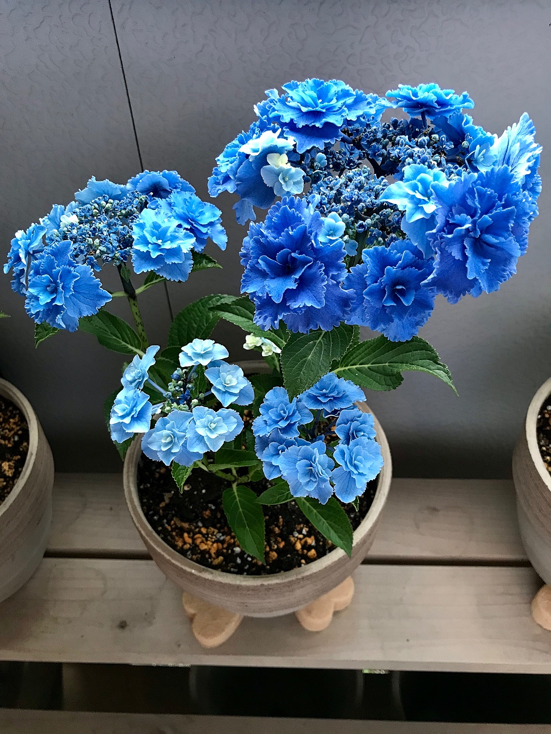 みぃた 紫陽花『深海の色』青色紫陽花配合土壌付き♪ 紫陽花 深海の色｜園芸日記by花柘榴｜みんなの趣味の園芸｜1223068