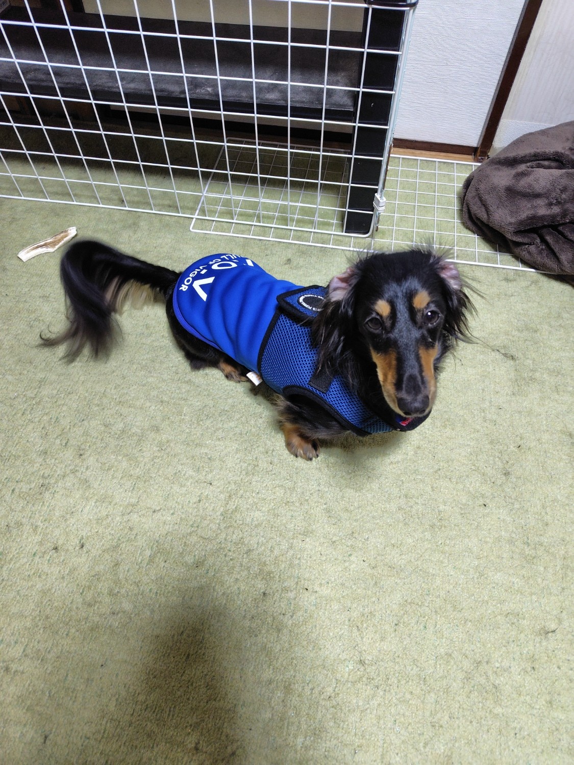 世界累計140万個突破！胴輪部門100週連続1位獲得！PUPPIA パピア ソフトベストハーネス XS,S,M,Lサイズ 犬ハーネス PUPPIA パピア レビュー画像12