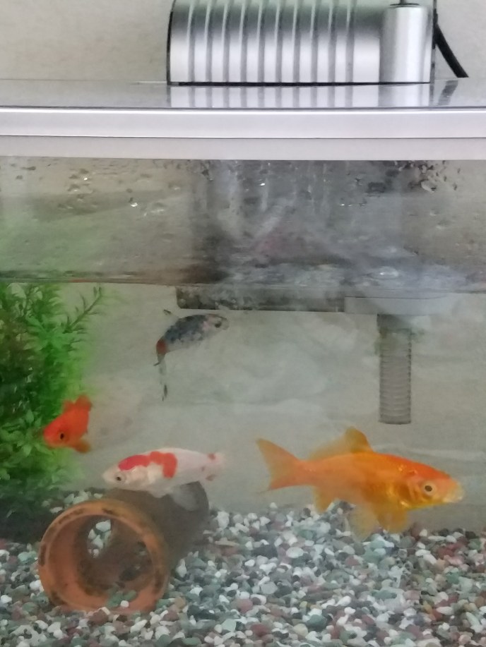 楽天市場 国産金魚 おすすめ金魚セット コメット 朱文金 各1匹 Charm 楽天市場店 みんなのレビュー 口コミ