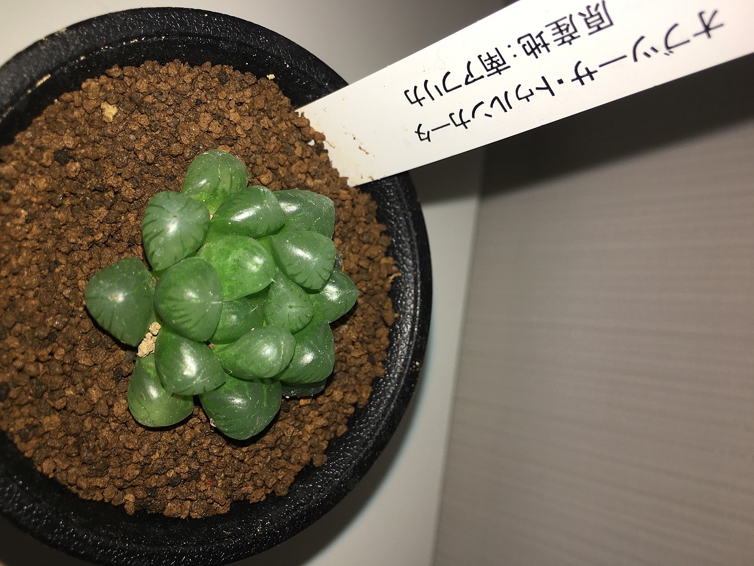 楽天市場 ハオルチア オブツーサ トゥルンカータ 2 5号 多肉植物 ビザールプランツ オシャレ カッコイイ マニア Leafs みんなのレビュー 口コミ 楽天市場 ハオルチア オブツーサ トゥルンカータ 2 5号 多肉植物 ビザールプランツ オシャレ カッコイイ マニア Leafs みんなのレビュー 口コミ