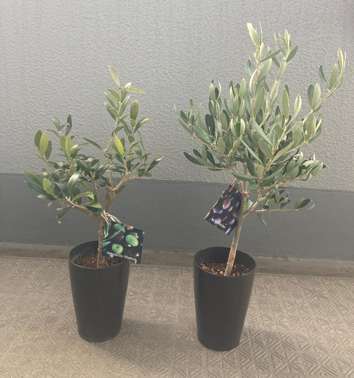 楽天市場】観葉植物 おりーぶ SOUJU（創樹）ブランド：オリーブの木*3