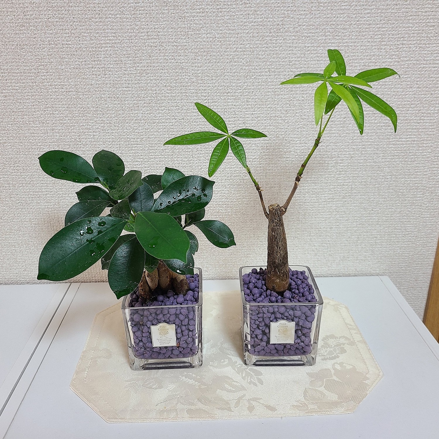 楽天市場 在庫限り ハイドロカルチャー用土 ハイドロボール カラフルコーン 800ml 中粒 お手入れかんたん ハイドロカルチャー 植え替え用 ハイドロカルチャー 観葉植物 土 室内 ハイドロカルチャー 鉢 ハイドロカルチャー 鉢 ガラス 苗 水耕栽培 インテリア ハイドロ