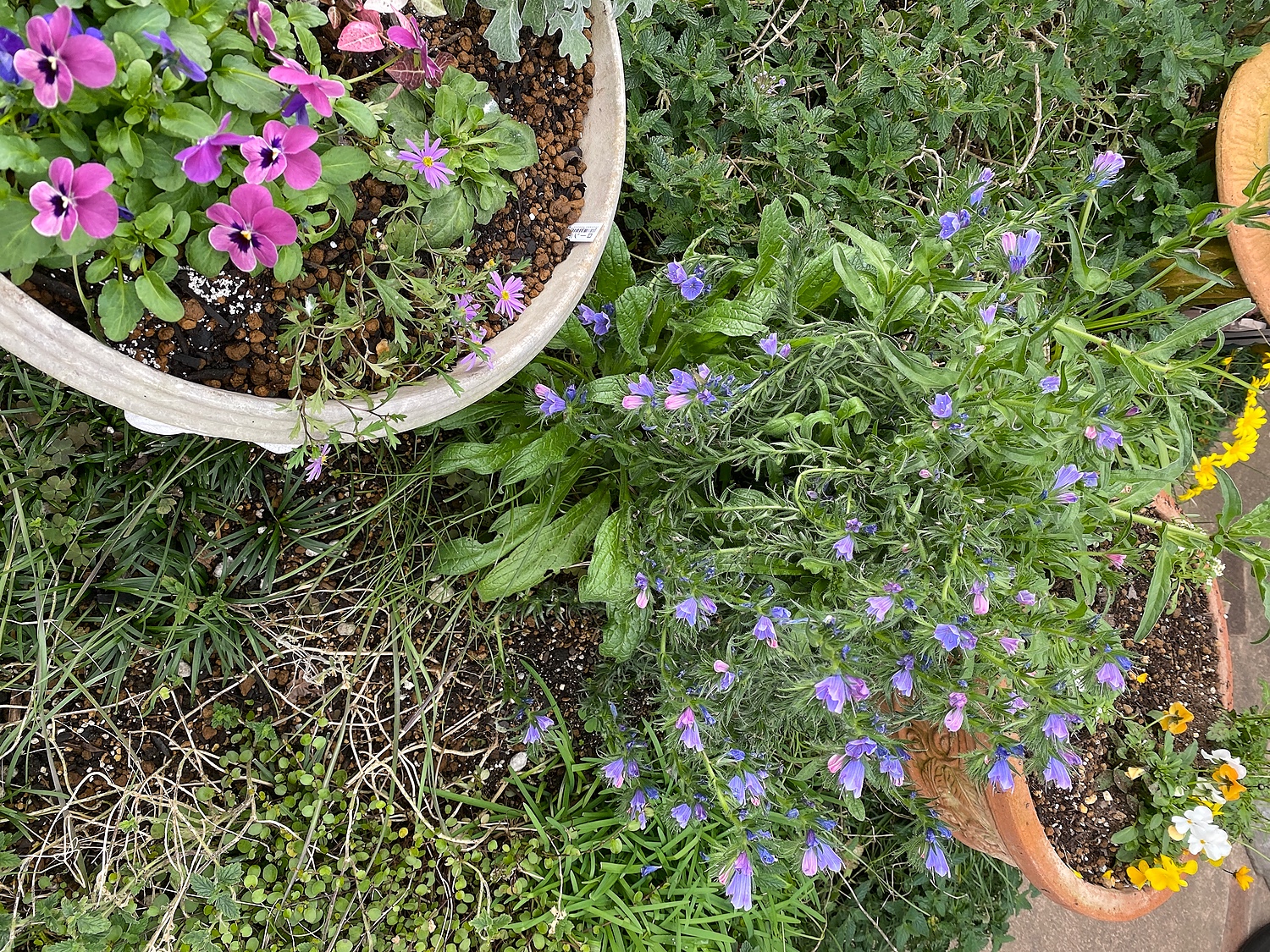 楽天市場 花苗 春 エキウム ブルーベッダー 1鉢 3 3 5号 苗 一年草 お届け中 Echium Vulgare Blue Bedder 花苗 耐寒性 花 苗 寄せ植え 青花 草丈低中 イングリッシュガーデン 鉢植え 庭植え ガーデニング 花壇 21aki 22spr ハッピーガーデン みんなのレビュー