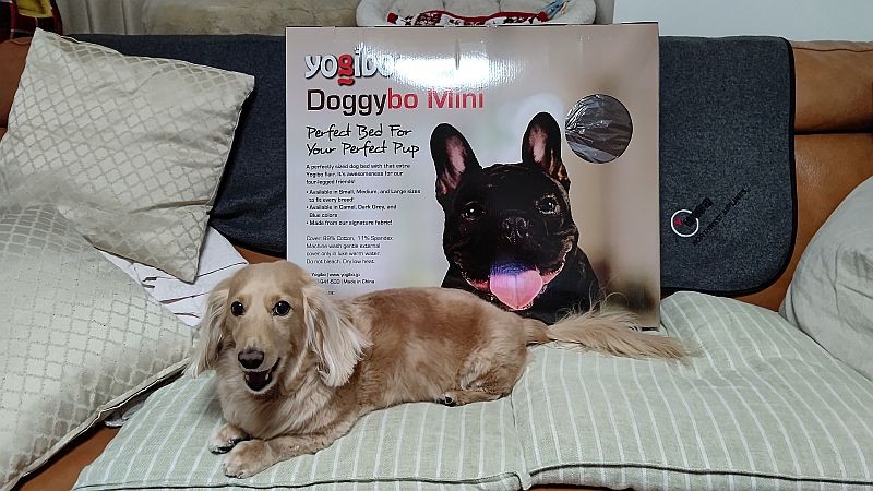 楽天市場 Doggybo Mini ヨギボー ドギボー ミニ 約50cm 60cm Yogibo ペット クッション ベッド 犬 いぬ Yogibo公式ストア楽天市場店 みんなのレビュー 口コミ