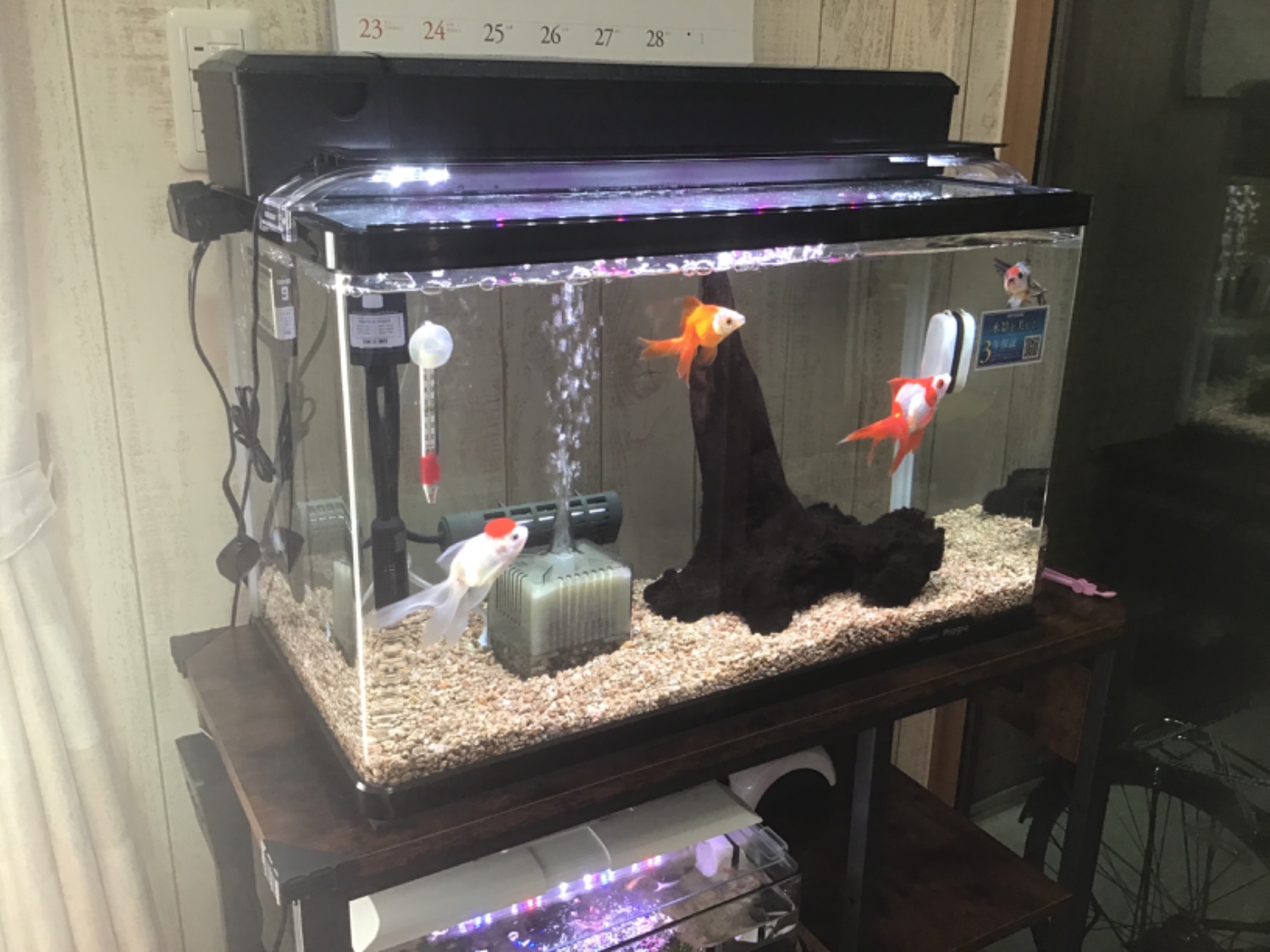 楽天市場】コトブキ工芸 水槽セット プログレ600 LED 60cm お一