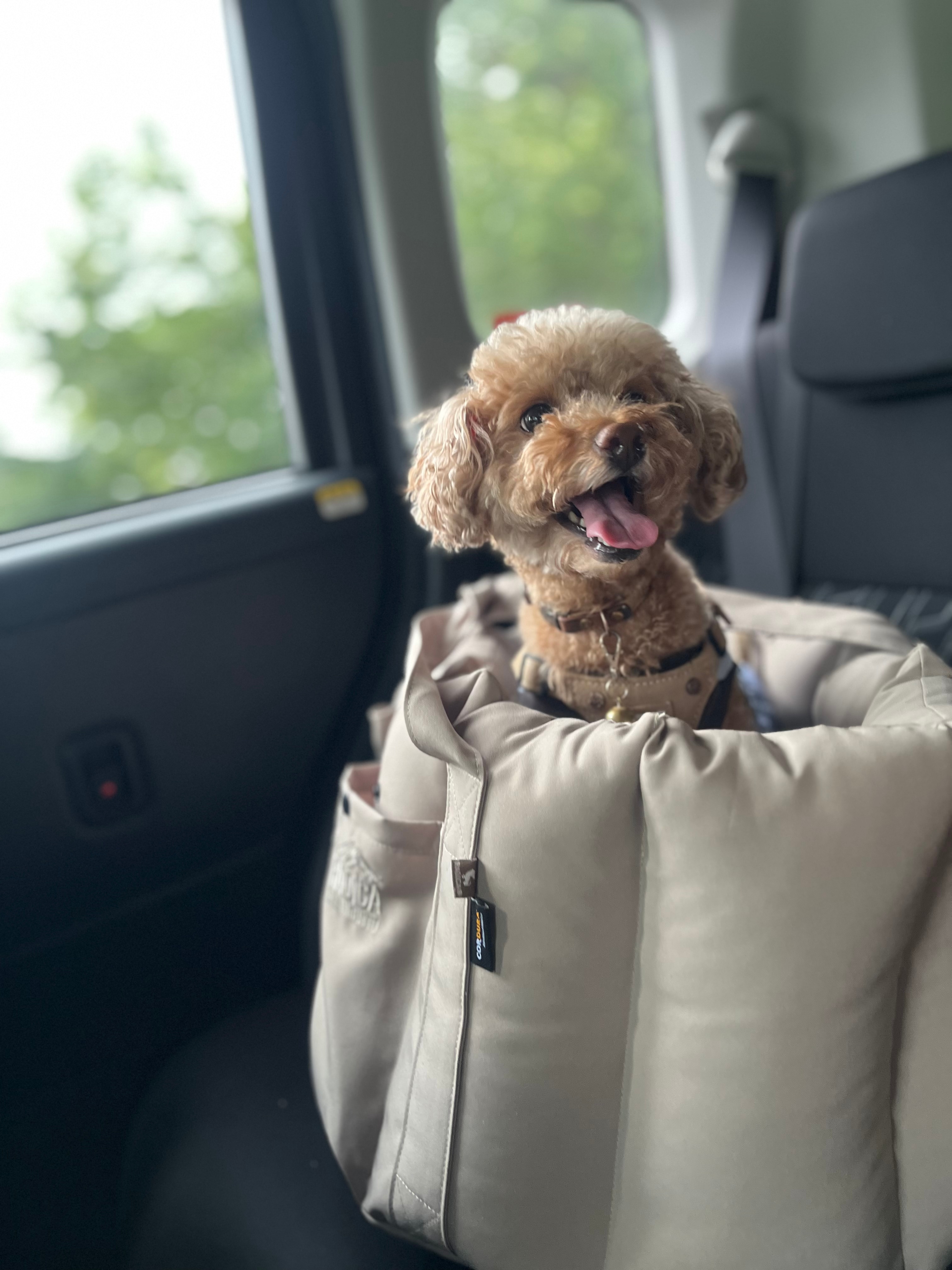 RADICAドライブベッドキャリー コーデュラロゼッタ口コミ 犬ドライブベッドおすすめ レビュー画像10