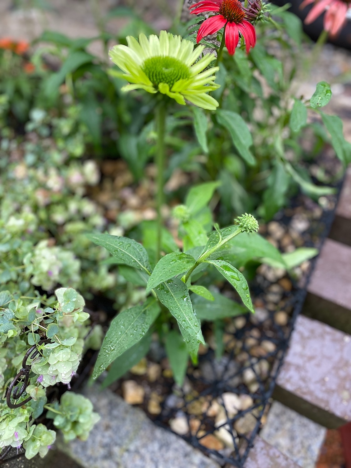 楽天市場 エキナセア グリーンジュエル おぎはら植物園 みんなのレビュー 口コミ