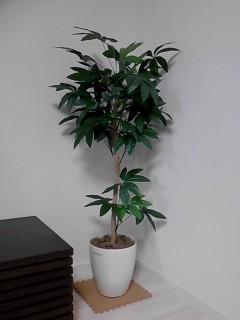 光触媒　人工観葉植物　フェイクグリーン　パキラトピアリー1.2m 楽天市場】光触媒 光の楽園 パキラトピアリー 1.2m【インテリア