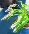 ֡ڲ֤ʤ ǥɥ ޥ Dendrochilum glumaceum  3ȭ 25cm ֥(BS)10000810פξʥӥ塼ܺ٤򸫤